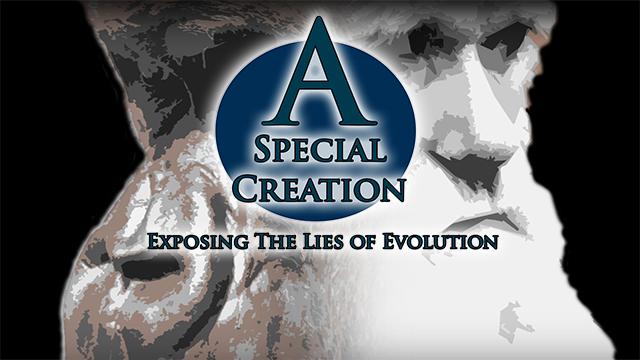 specialcreation6